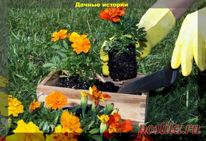 В помощь начинающему дачнику: отвечаем на самые интересные весенние вопросы из комментариев | Дачные истории | Яндекс Дзен