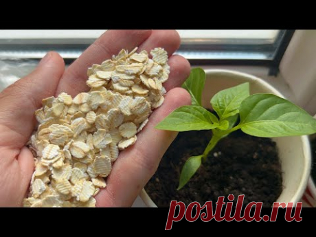 1 стакан и даже самая дохлая рассада зеленеет и толстеет на глазах! Потрясающий результат!