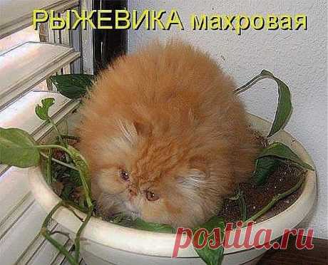 Рыжевика махровая.