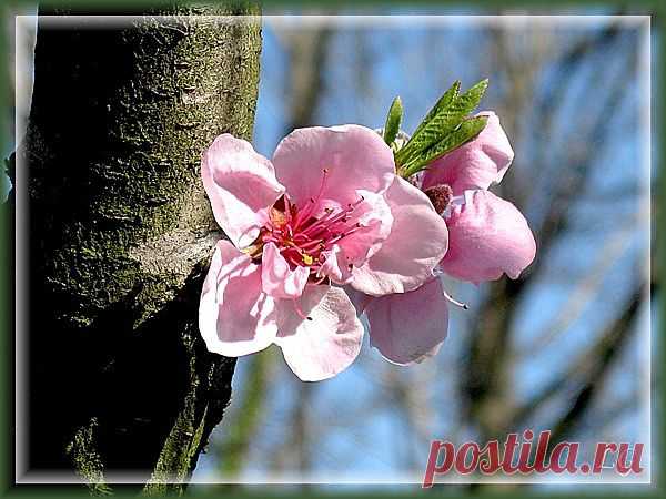 природа фото - 2 млн картинок. Поиск@Mail.Ru