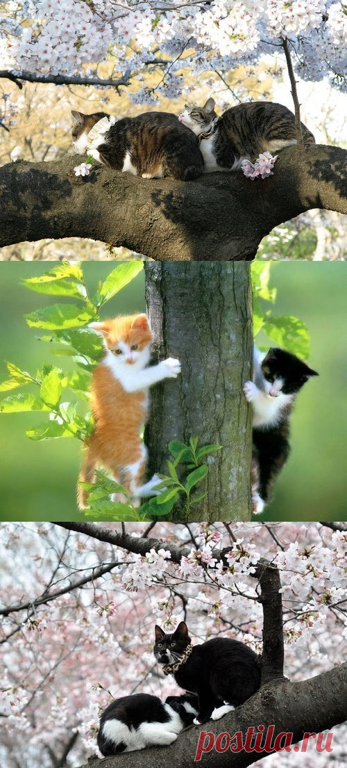 Смотрите скоро на всех деревьях страны )