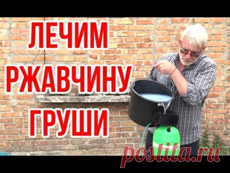 Чем лечить РЖАВЧИНУ груши / Игорь Билевич