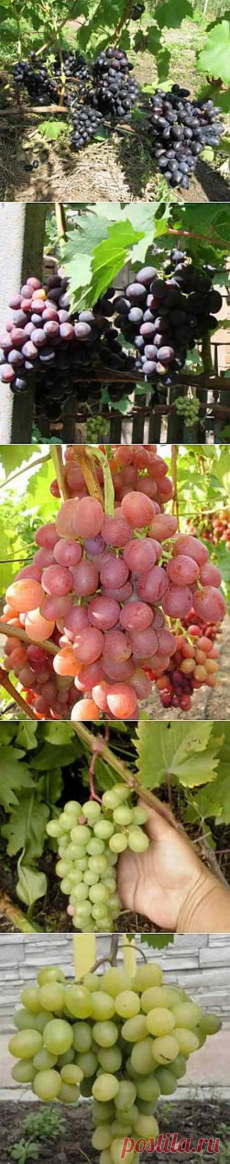 Сорта винограда сверхраннего срока созревания | Дача - впрок