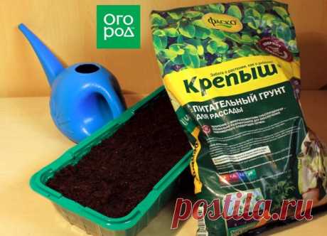 Почему рассада вытягивается и как это остановить