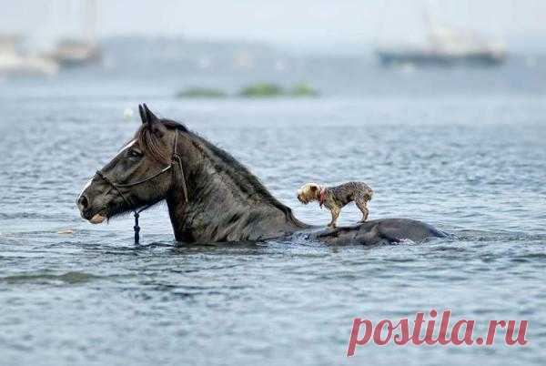 Настоящий друг в беде не оставит
