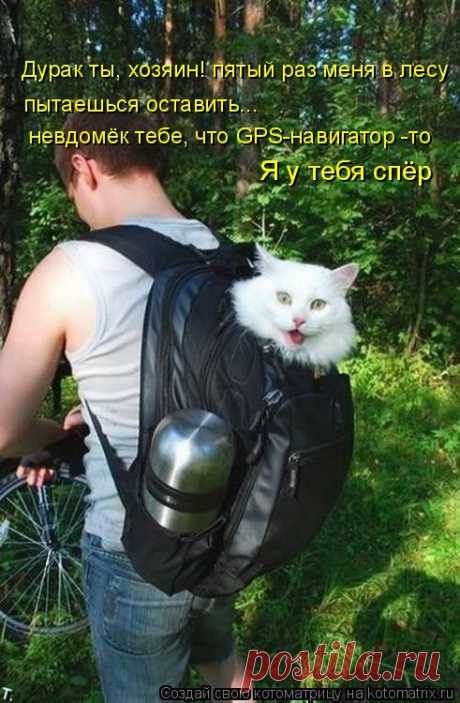 Котоматрица: Случайные котоматрицы