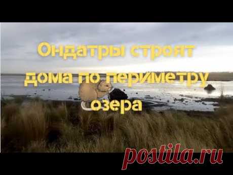 Домики ондатры по периметру озера напоминают  виллы на берегу моря - YouTube