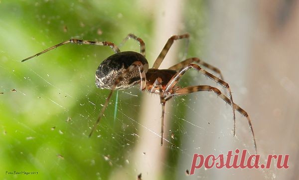 Spider  Free Stock Photo HD - Public Domain Pictures