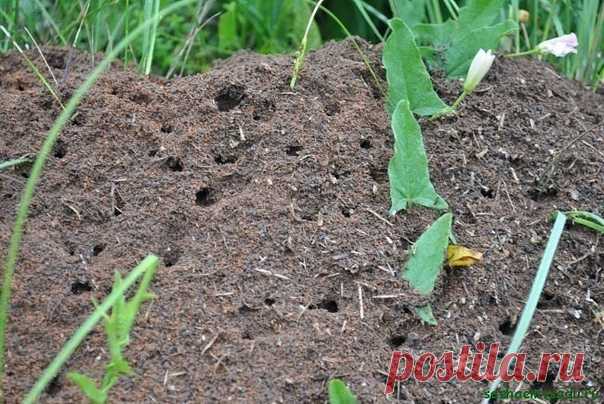 СОДА ОТ МУРАВЬЕВ

Докучливых муравьев на огороде у нас не мало.Вот еще один из довольно простых способов от них избавиться.Разводим в 10 л воды 1 пачку соды и заливаем полученный раствор в пластмассовые бутылки, в которых крышки прокалываем в нескольких местах.Теперь мы во всеоружии. И когда во время прополки встречаются муравьиные гнезда, необходимо разворошить их тяпкой, полить содовым раствором и закрыть обратно землей.Делать это лучше вечерком, а к утру муравьи обычно пропадают.