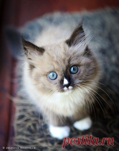 Meow - Фото Хроники | Facebook