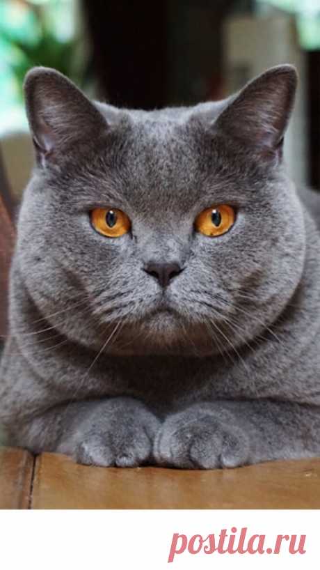 Trendy cats british shorthair animals 47+ ideas