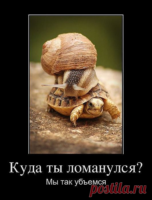 Тише едешь...