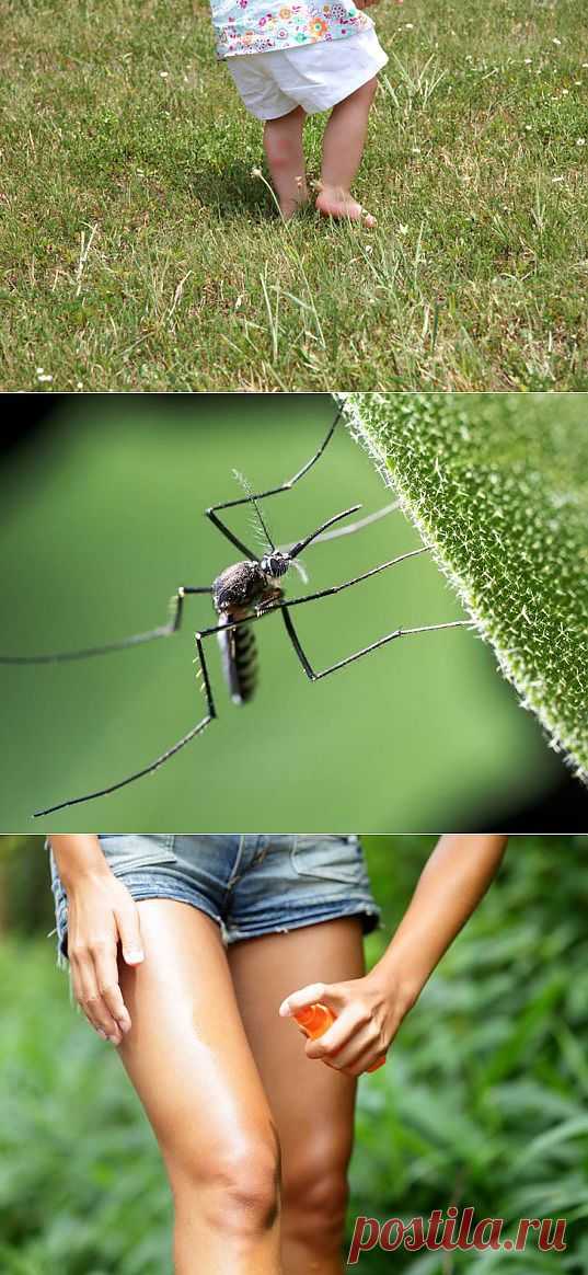 GUIDE: Most Effective Bug Repellants for Green Families | Inhabitots