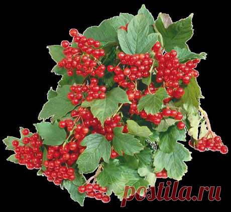 Лечебная калина — Делимся советами