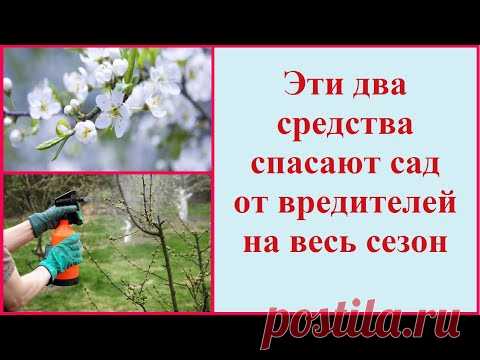 Обработка деревьев от вредителей: чем опрыскать деревья весной