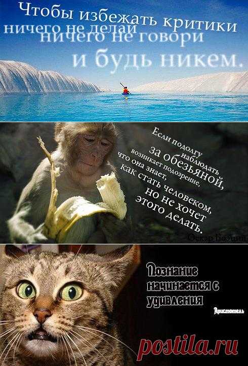 Познание начинается с удивления.Цитаты в картинках.