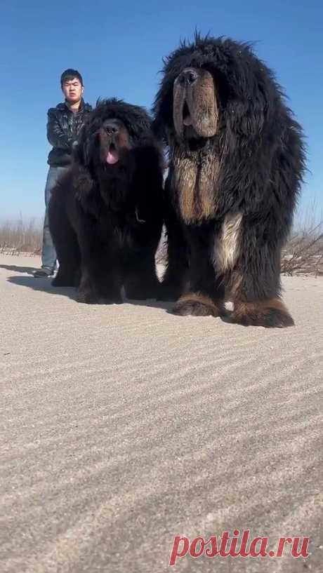 Tibetan Mastiff - One of The World's Most Expensive Dog