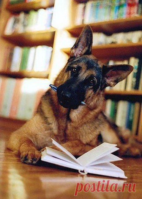 Читающая овчарка
Dog | Dog
