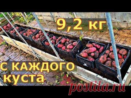 СВЕРХ УРОЖАЙ картофеля ТРЕХМЕТРОВАЯ ботва. Выращивание картофеля в грядках коробах