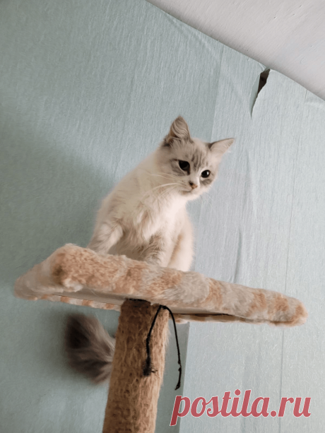 Котоблог на яндекс дзен Схемы вязания, модели и узоры спицами. Вязание спицами со схемами и описанием. Вязание спицами для начинающих и профессионалов. Каждый день новая схема и мастер классы.