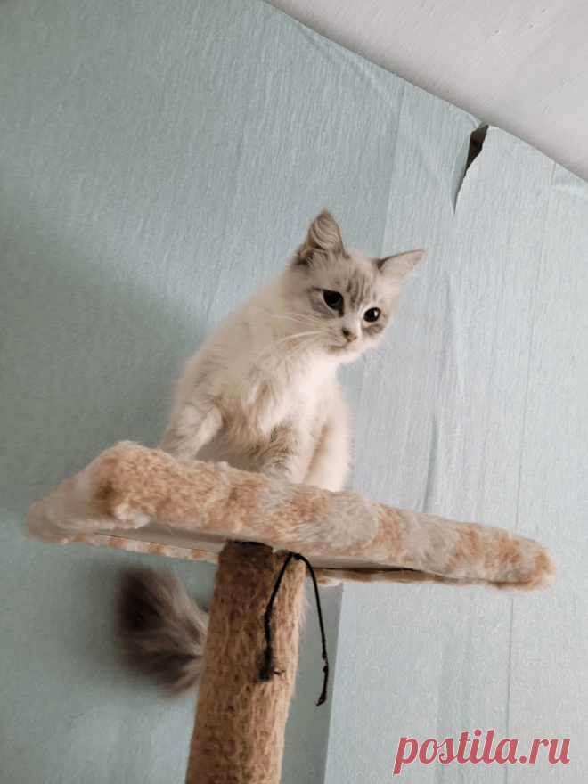 Котоблог на яндекс дзен Схемы вязания, модели и узоры спицами. Вязание спицами со схемами и описанием. Вязание спицами для начинающих и профессионалов. Каждый день новая схема и мастер классы.