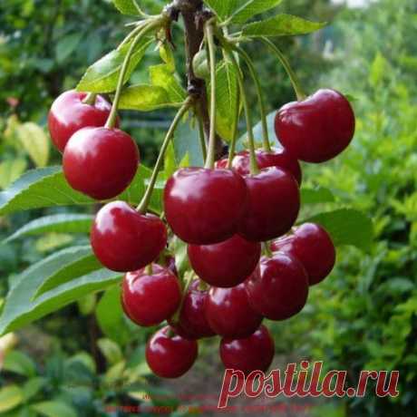 Самые интересные сорта вишни для маленьких садов