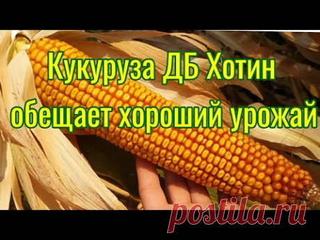 Кукуруза ДБ Хотин 2021. Обещает хороший урожай!