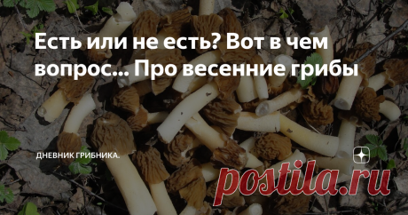 Есть или не есть? Вот в чем вопрос... Про весенние грибы Скоро, совсем скоро весна из календарной превратится в настоящую и можно открывать новый грибной сезон 2021.
Первые весенние грибы можно разделить на две группы:
1. Грибы, которые можно всегда.
Саркосцифы, сморчки и сморчковые шапочки достаточно только очистить и хорошо промыть от песка, никакого дополнительного отваривания они не требуют. Если очень хочется и привыкли так делать, варите, но