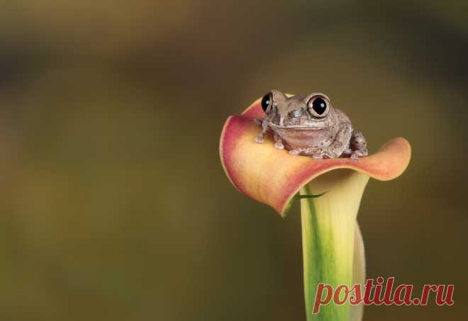 Big eyed forest tree frog (Explored) Taken at CaptiveLight.co.uk studio in Bournemouth.