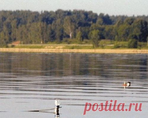 Как ловить на бутылку. Налим, щука, судак