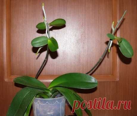 Размножение орхидеи фаленопсис детками | Flora In Home
