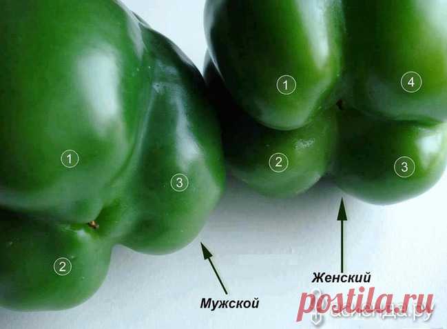 Чтобы определить мужской или женский перец...: Группа Практикум садовода и огородника