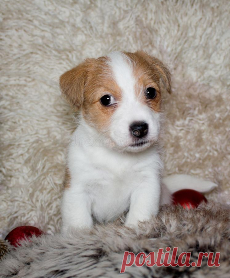 Puppy Of Jack Russel Terrier Stock Photo - Image: 99947258