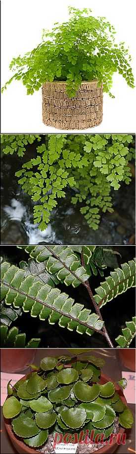 Адиантум (Adiantum). Описание, виды и уход за адиантумом | Флористика на "Добро ЕСТЬ!"