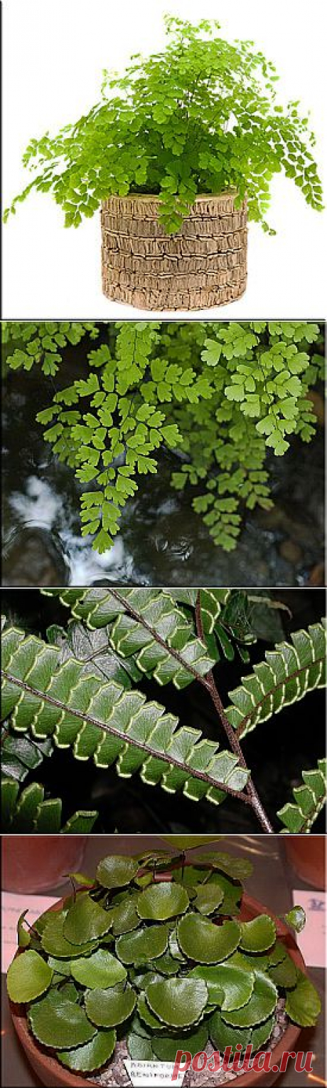 Адиантум (Adiantum).