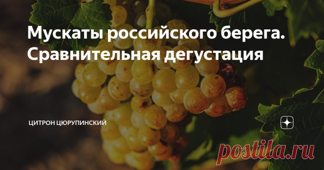Мускаты российского берега. Сравнительная дегустация На Венской всемірной выставке 1873 году первыми между русскими винами признаны были вина ИМПЕРАТОРСКАГО Никитскаго сада. Выставленные им траминеръ и мускат получили высшую награду-—почетный диплом. Это цитата из книги М.Балласа Виноделие в России. Часть I, увидевшая Свет в 1985 году. Первые российские вина, получившие какое-то признание на Мировой арене - траминер и мускат (полностью 6 томов издания можно посмотреть здес...