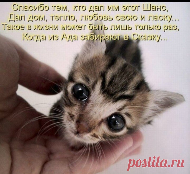 Мужчина наконец догадался, что просил у него кот-бродяга | Кошка.ru | Дзен