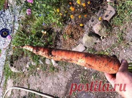 Для морковки - марганцовка