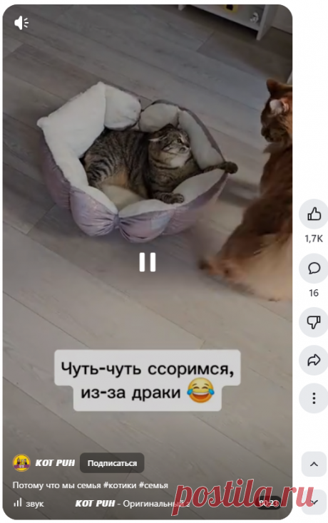 𝙆𝙊𝙏 𝙋𝙐𝙃 | Потому что мы семья #котики #семья | Дзен