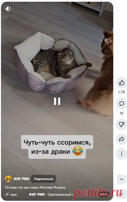 𝙆𝙊𝙏 𝙋𝙐𝙃 | Потому что мы семья #котики #семья | Дзен