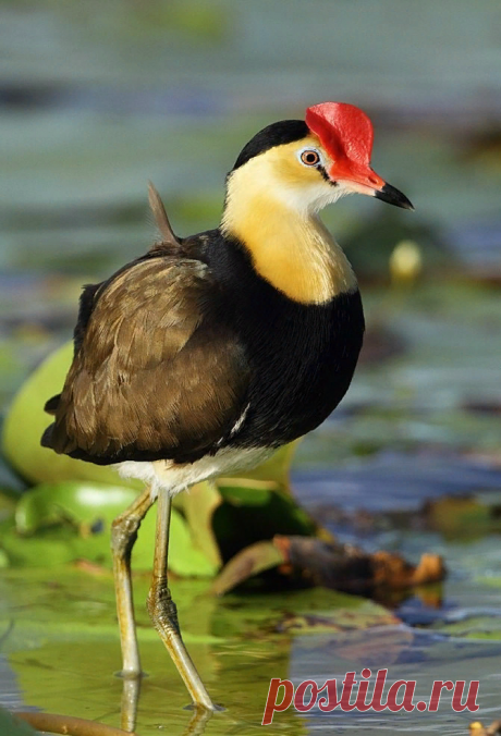 Австралийская Якана: почему у этих птиц 5 пар конечностей?