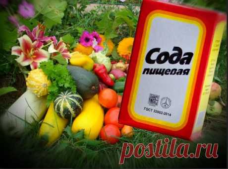 Пищевая сода - спасение для сада и огорода. | Дачные советы | Яндекс Дзен