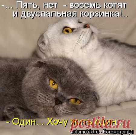 Котоматрица: Лучшие за всё время