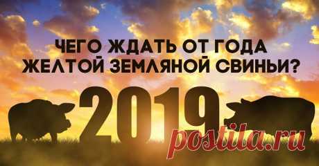 Что нам обещает год желтой земляной свиньи. - БАгиня