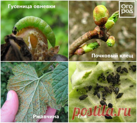 Чем обработать ягодные кусты против болезней и вредителей ранней весной