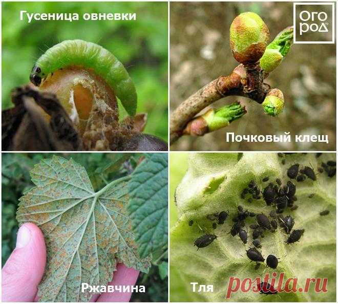 Чем обработать ягодные кусты против болезней и вредителей ранней весной