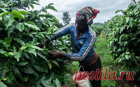 Президент Уганды сравнил рынок кофе с современной формой рабства. Африка «попала в ловушку», так как только выращивает кофе, а обжаривают зерна за ее пределами. В результате страны континента получают гораздо меньше денег, чем государства, которые не производят кофе, но продают его