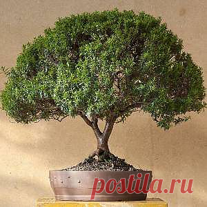 Мирт комнатный