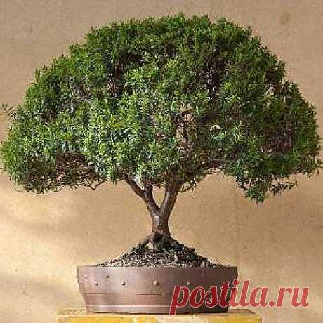 Мирт комнатный