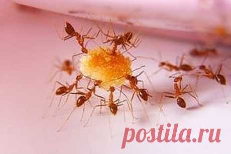 Домашние (домовые) муравьи: как с ними бороться
